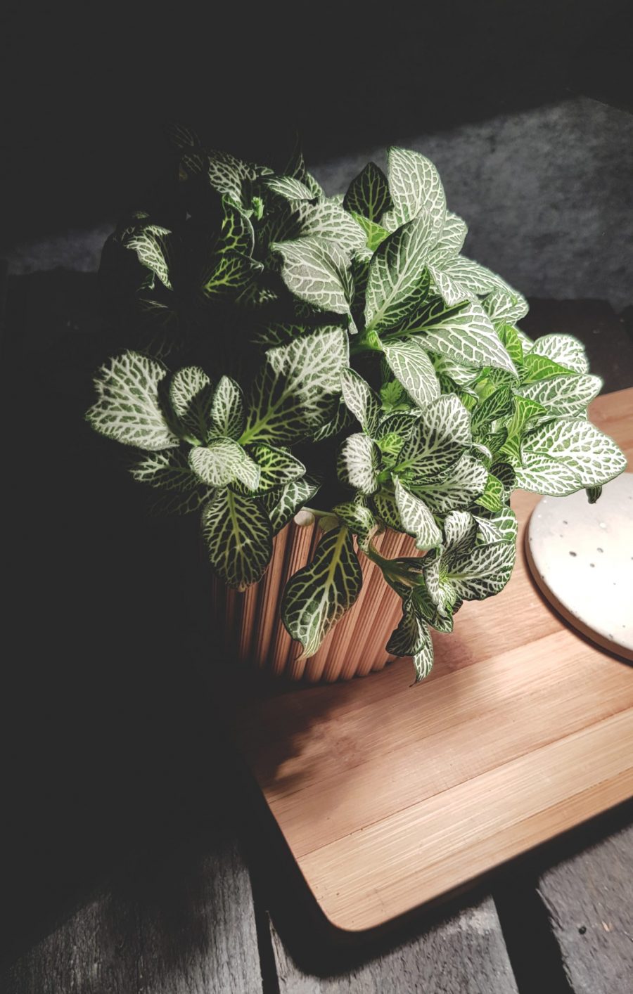 boho_3-min